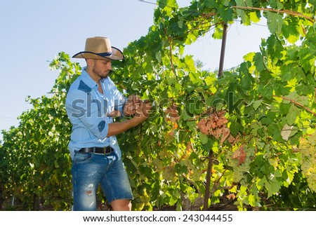 Young man, vine grower, walks through grape vines inspecting the fresh grape crop.