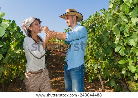 Young couple, vine growers, walk through grape vines picking and eating grapes.