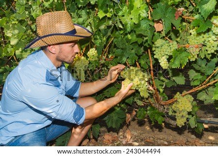 Young man, vine grower, walks through grape vines inspecting the fresh grape crop.