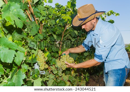 Young man, vine grower, walk through grape vines inspecting the fresh grape crop.
