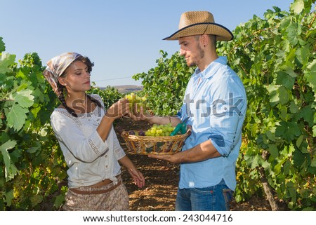 Young couple, vine growers, walk through grape vines picking and eating grapes.