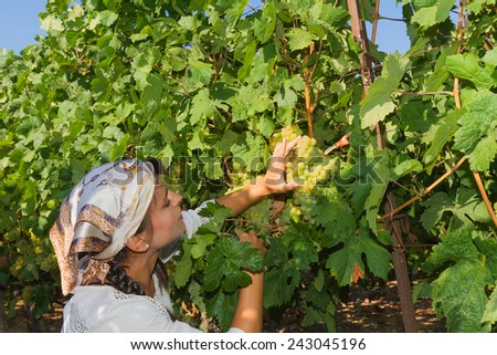 Young woman, vine grower, walks through grape vines inspecting the fresh grape crop.