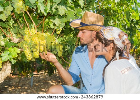 Young couple, vine growers, inspecting the fresh grape crop in the vineyard.