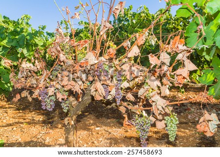 Wine grapes infected with the vines parasite mildew, a vines disease which causes the grapes and the plant to gradually dry.