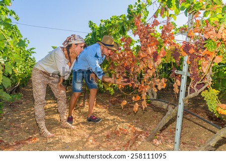 Disappointed farmers inspecting mildew parasite vines and grapes. Mildew parasite disease causes infected to gradually dry.