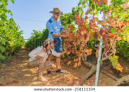 Disappointed farmers inspecting mildew parasite vines and grapes. Mildew parasite disease causes infected to gradually dry.