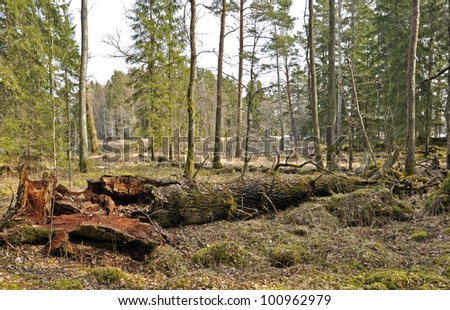Old oak and the stump of felled trees in Farnebofjarden national park in Sweden