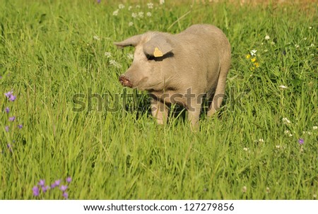 Happy pig surrounded by grass and flowers