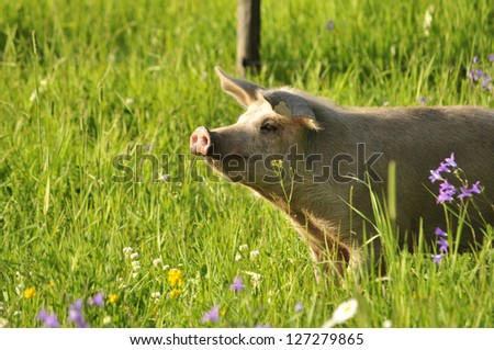 Happy pig surrounded by grass and flowers