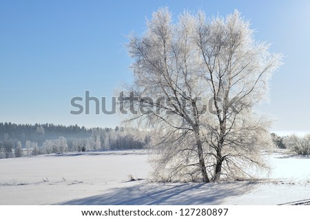 Landscape in winter and tree branches covered with white frost