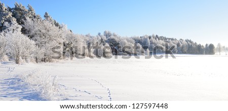 Wintry landscape and tree branches covered with white frost