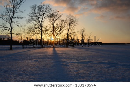 Winter landscape on a sunset with tree silhouette