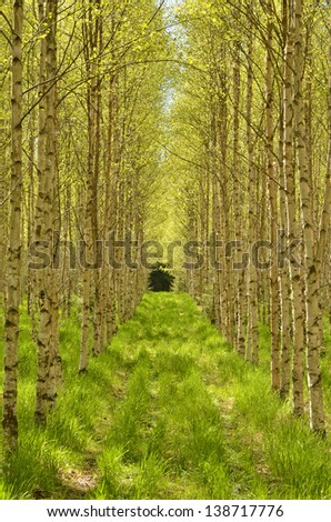 Spring path and birch tree with fresh green leaves