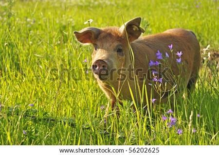 Pig in grass