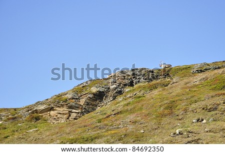 Mountain landscape in Sweden and reindeer