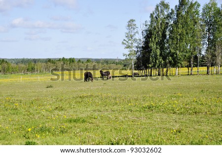 Horse in field in a sunny day of spring