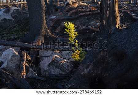 One year after a big forest fire in Sweden with new green already among charred logs