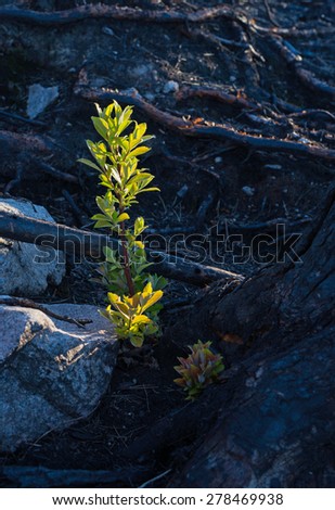 One year after a big forest fire in Sweden with new green already sprout among charred logs