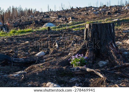 One year after a big forest fire in Sweden with new green already sprout among charred logs