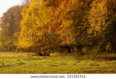 Scenic view of a country landscape in autumn with cows