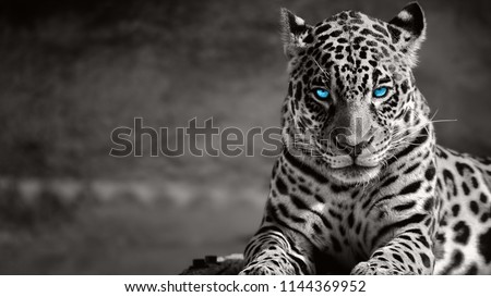 Black and white jaguar ,blue eyes