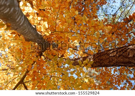 Beautiful tall trees from ground level with leaves turning golden fall colors.