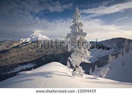 Winter in the Mount Hood National Forest