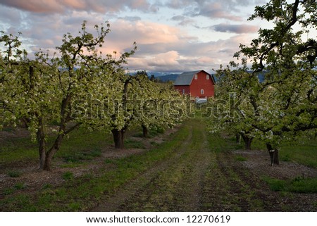 Dramatic Sky over a barn and orchards in Hood River Oregon