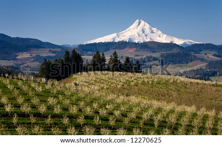 Mount Hood from orchard in hood river oregon