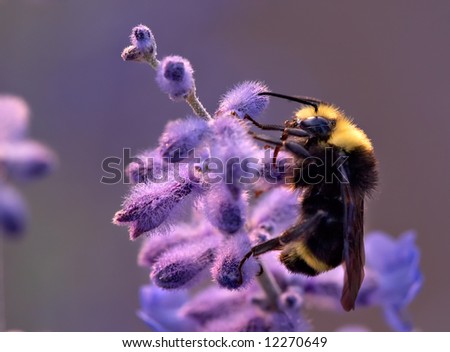 Bumble bee harvesting from a purple flower
