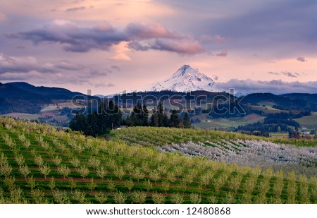 Sunset view of mount hood from an orchard in Hood River Oregon