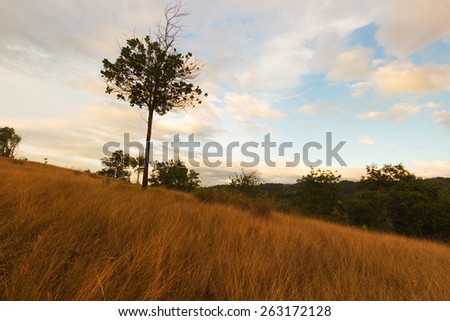 A tree on the hill with sunset sky backgrounds.Picture taken in Papar, Sabah