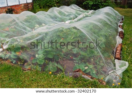 Strawberry plants growing under nets for protection
