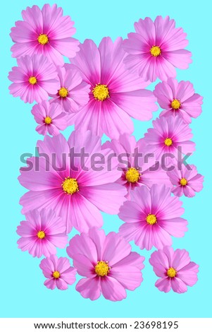 several pink Flowers in a happy background against an aqua color