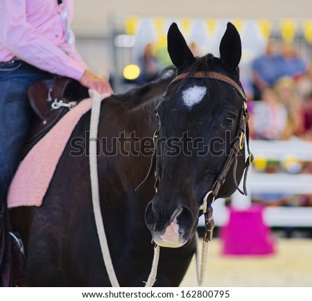 A Lovely Black Quarter Horse head dressed in Pink.