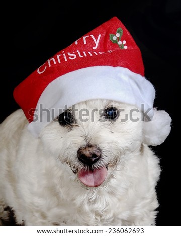 White dog with Christmas Hat