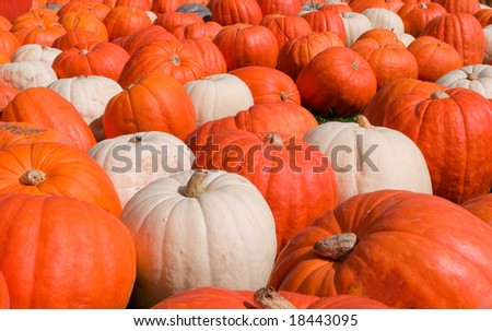 Orange and white pumpkins
