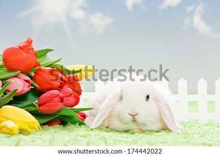 white baby rabbit with flowers on grass and blue sky