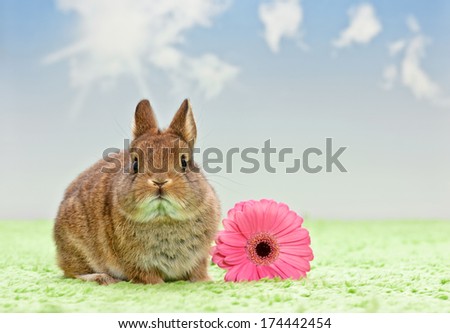 baby rabbit with flower on grass, blue sky