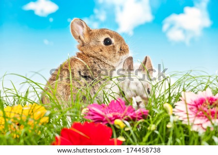 two baby rabbits in a flower field with blue sky