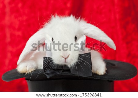 a white rabbit in a top hat with red curtains in the background