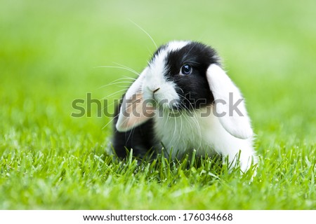 A droop-eared black and white bunny sitting in the grass.