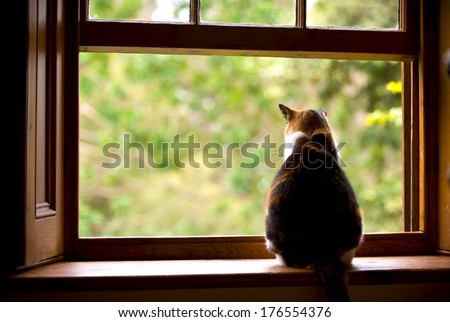 A Fat Cat Sitting On A Window Sill Looking Outside.