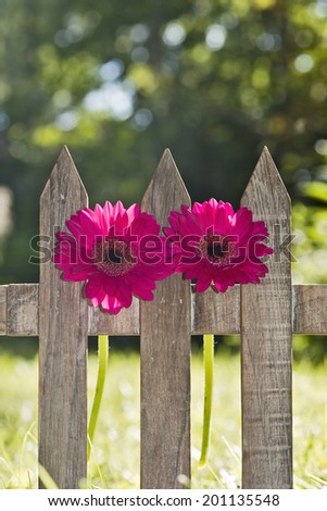 two red flowers and a picket fence in the garden