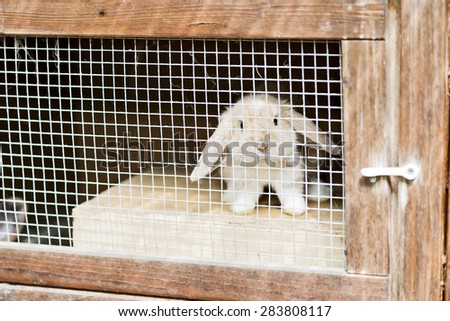 baby rabbit with floppy ears in a stall