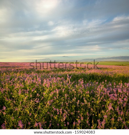 Evening at lilac flowers field.