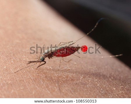 Female Anopheles mosquito sucking blood from human with plasma discharge