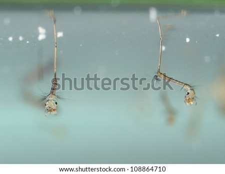 Black Mosquito Larvae