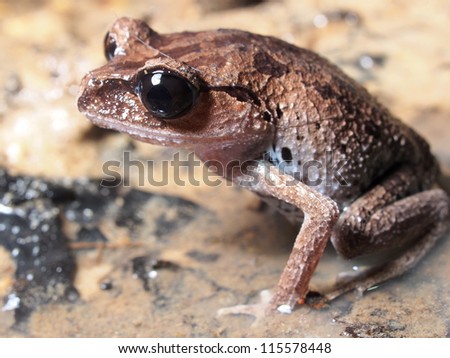 A male frog resting on wet ground