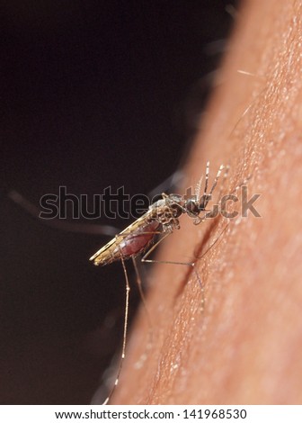 Mosquito biting a human: macro image